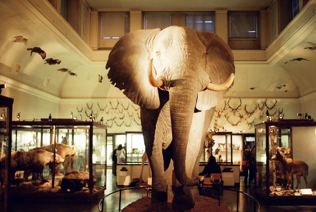 Monterad elefant på Naturhistoriska muséet.
