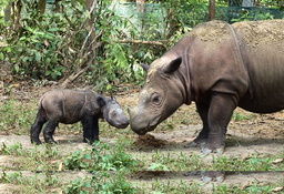 en större och mindre sumatranoshörning står med nosarna mot varandra.
