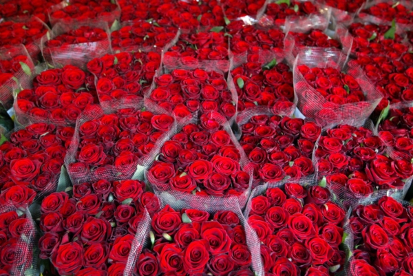 Quiz: Vad vet du om rosor?